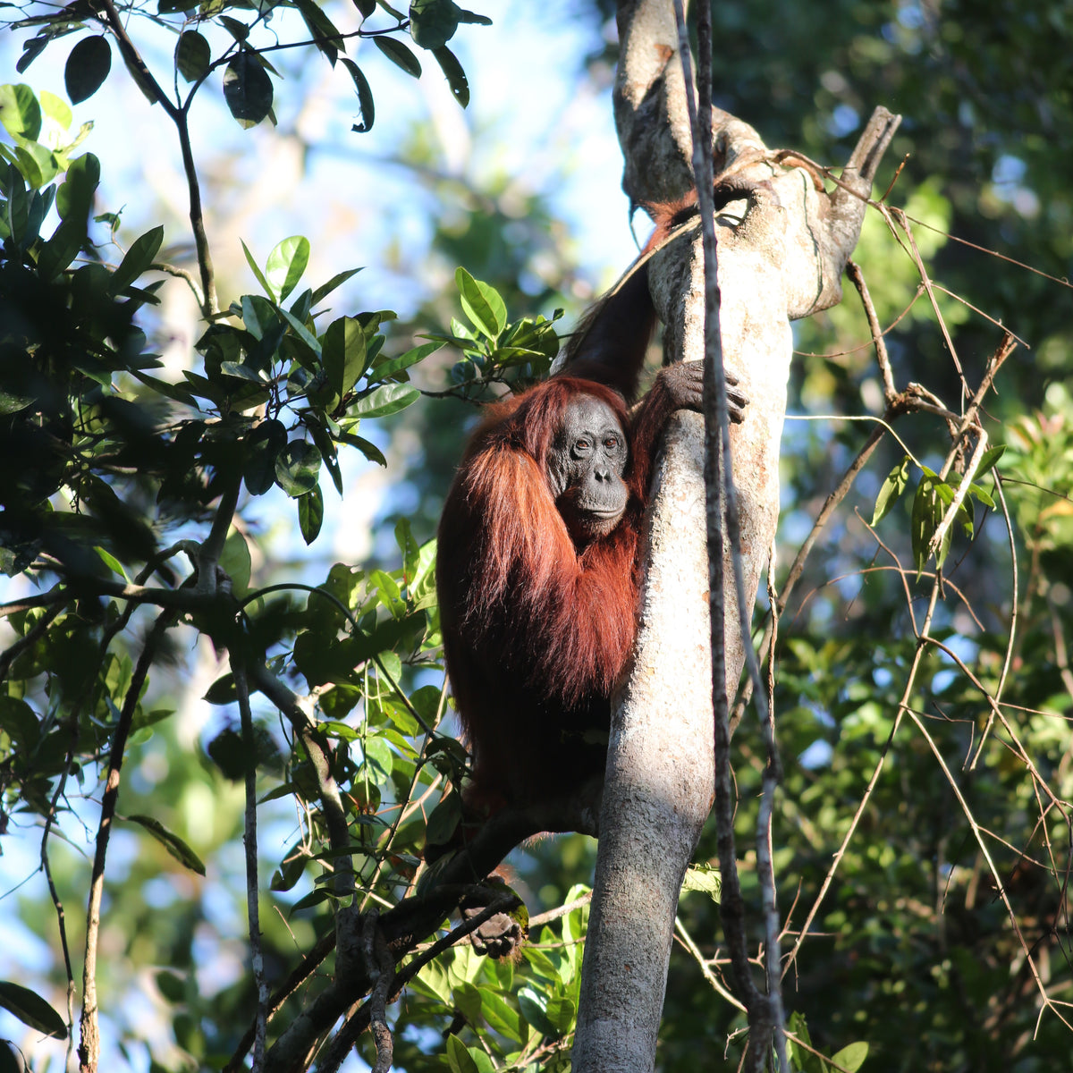 Photograph of an orangutan up in a tree in Borneo. She is looking very majestic with the sun highlighting her beautiful auburn hair.