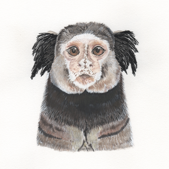 Watercolour illustration of a marmoset monkey with hand-embroidered ears..